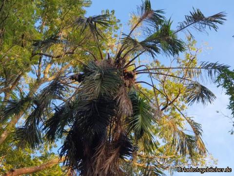 Fliegende Hunde: In diesen Bäumen hängen den ganzen Tag die Fliegenden Hunde!