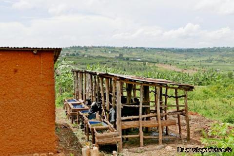 Umgebung 3: Die Kühe (dieser Bauer hier ist offenbar reich!) haben zwar einen sehr kleine Fläche zum stehen und liegen, dürfen aber oft auf die Weide