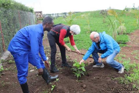 Bäumchen pflanzen3: Eine schöne Araukaria als Andenken an Werner!