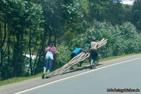 Fahrradtransporte 2: Unter den Holzstangen ist ein Fahrrad "versteckt"! Bergauf und bergab über viele Kilometer geht es nur gemeinsam!
