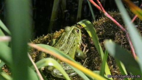 Quaks der Frosch: Quaks der Frosch