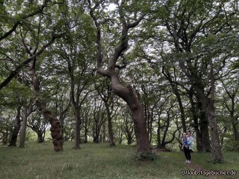 Wald: Ein Wald wie aus einem Märchen…und voller alter Bäume…