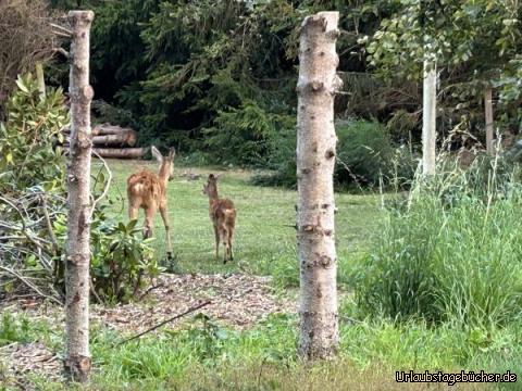 Rehe: …einfach so im Vorgarten…