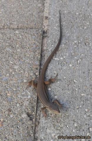 Salamander in Cavaleiro: Salamander in Cavaleiro