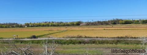 Reisfelder in Richtung Comporta: Reisfelder in Richtung Comporta