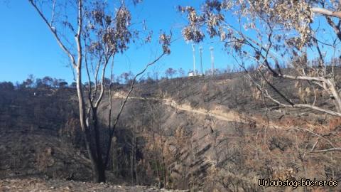 Verbrannte Wälder und verbrannte Erde II: Verbrannte Wälder und verbrannte Erde II
