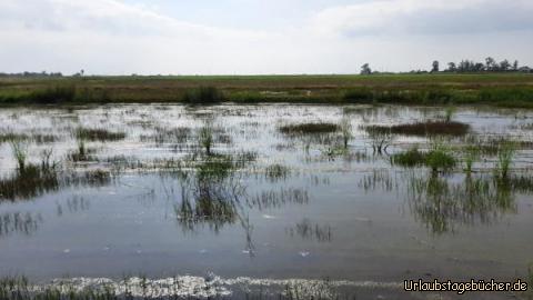 Ebrodelta II: Ebrodelta, die Reisfelder in einer endlosen Ebene