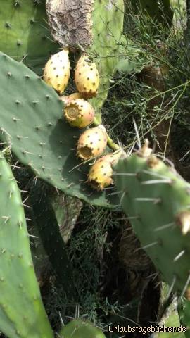 Kaktusfrüchte am Wegesrand: Kaktusfrüchte am Wegesrand