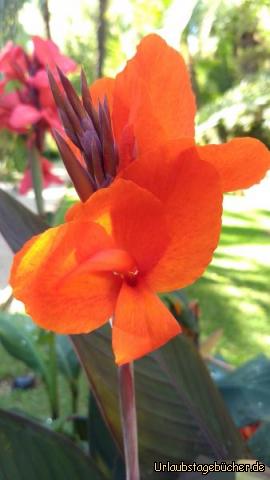 Prachtvolle Blumen im Palmengarten: Prachtvolle Blumen im Palmengarten