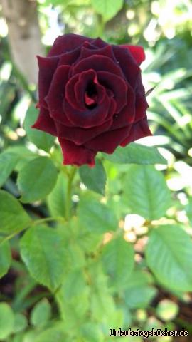Wunderschöne Rose: Herrlich duftende Rose im Palmengarten