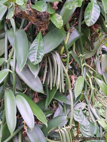 Martinique B3: Vanille 