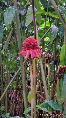 Martinique B2: Porzellanrose