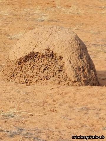 Termiten : TermitenHügel