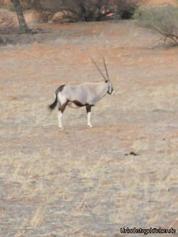 Tiere: Oryx