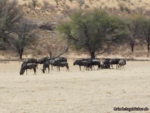 Herden: Blue Wildebeest