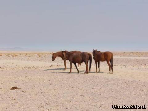 Wilde Pferde: Audienz bei den Wildpferden