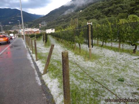 Spuren vom Hagel im Weingarten : Spuren vom Hagel im einem Weingarten von Bellinzona im Tessin 