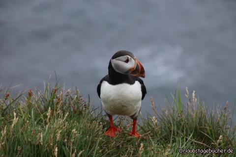 Papageitaucher bei Látrabjarg 3: 