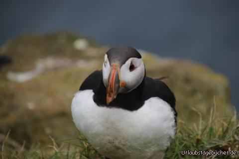 Papageitaucher bei Látrabjarg 4: 