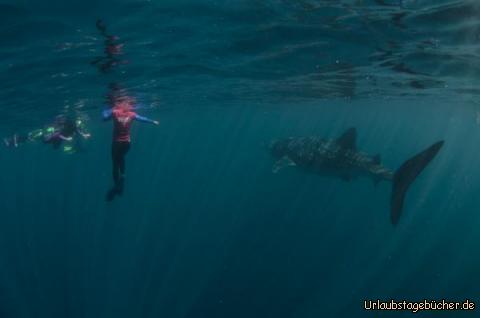 Whaleshark: Der Zeitpunkt ist nun gekommen. Darf ich euch meinen Begleiter für den heutige Tag vorstellen?
Whaleshark, ca. 5 Meter lang. Glaubt nicht, dass das der einzige war. Da folge mehr :-)
