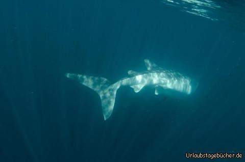 Whaleshark1: 