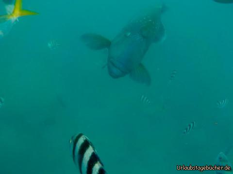 Whitsundays13: Darf ich euch George vorstellen. Er ist der einzige Mann unter den ganzen Fischen.
Sollte George mal sterben, dann wird ein weiblicher Fisch sein Geschlecht wechseln. Wie krass ist das bitte ????