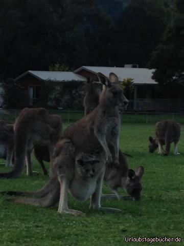 Kangaroo: 