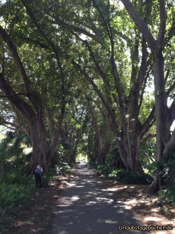 Botanischer Garten 1: 