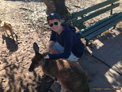 Kangaroo streicheln: 