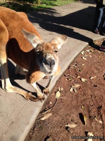 Kangaroo 1: 