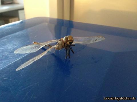Libelle: Was sich nicht alles beim Putzen finden lässt
