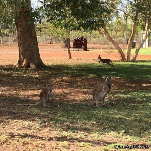 Kangaroo2: Was für ein Tag. Eine super Fahrt zum Job und dann noch Kangaroos, die uns bei der Arbeit zu schauen. 