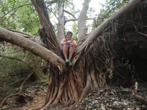 karijini6: Die Bäume laden einfach zum Klettern ein :-)