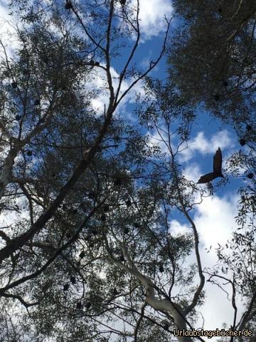 karijini12: Beim schwimmen schaute ich mal kurz nach oben und sah einen Schwarm von Fledermäusen