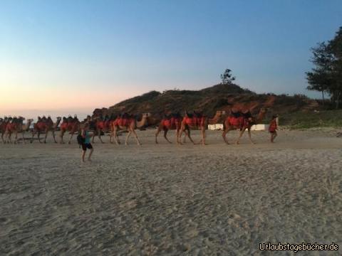 Kamele: Es gab die Möglichkeit sich den Sonnenuntergang auf einem Kamel an zu schauen