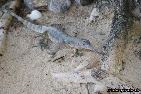 Tier: Im Hotel lebten nicht nur Menschen.