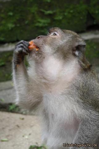 Hungriger Affe: Einer von vielen hungrigen Affen