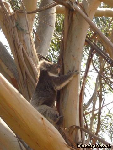 GOR Koala 1: Finally. Wenigstens einer unterhält die Touristen.