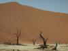 die Big Daddy Dune am Deadvlei in der Nähe des Sossusvlei in der Namib