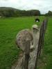 Strauße: Strauße auf der Cape Point Ostrich Farm