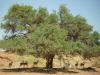 Springböcke: Leben im Sossusvlei: Springböcke im Schatten einer Akazie