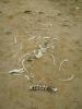 Tiergebeine: Tiergebeine an der Skeleton Coast