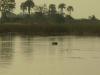 Flusspferd: Flusspferde im Okawango Delta
(jedenfalls sieht man etwas vom Flusspferdkopf - die Öhrchen und die Nase)