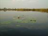 Seerose: eine Seerose im Okawango Delta