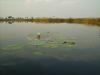 Seerose: eine Seerose im Okawango Delta