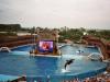 ein Wal: ein springender Killerwal bei der Shamu Show