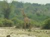 Giraffe: eine Giraffe im Chobe Nationalpark