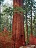 Anja am Sequoia: Anja neben einem Mammutbaum im Yosemite National Park