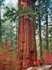 ich am Sequoia: ich neben einem Mammutbaum im Yosemite National Park