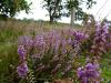 blühende Heide im August in Barge: 